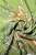 apaszka-olive-folklore-3.webp